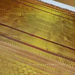 Gold Kanjivaram